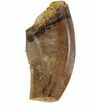 Small Theropod Tooth (Raptor) - Montana #82147-1